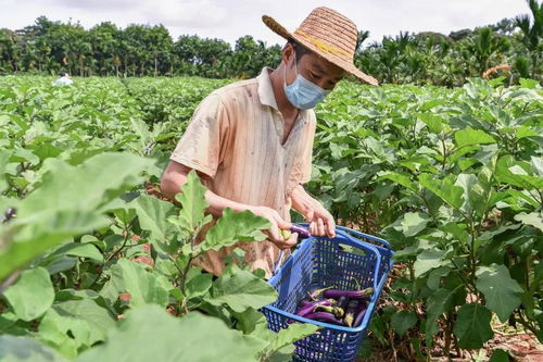 海口聚力融合，繪就鄉村振興新畫卷——記鞏固拓展脫貧攻堅成果同鄉村振興有效銜接的海口實踐