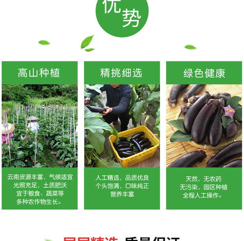 譽(yù)福園云南長(zhǎng)茄子 農(nóng)家自種黑紫茄子，新鮮直供的云味之選